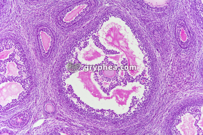 Ovaire de Lapine - follicule de De Graaf x25 - gryphea.org